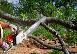 Best Seasonal Cleanup  in Valley Falls, KS